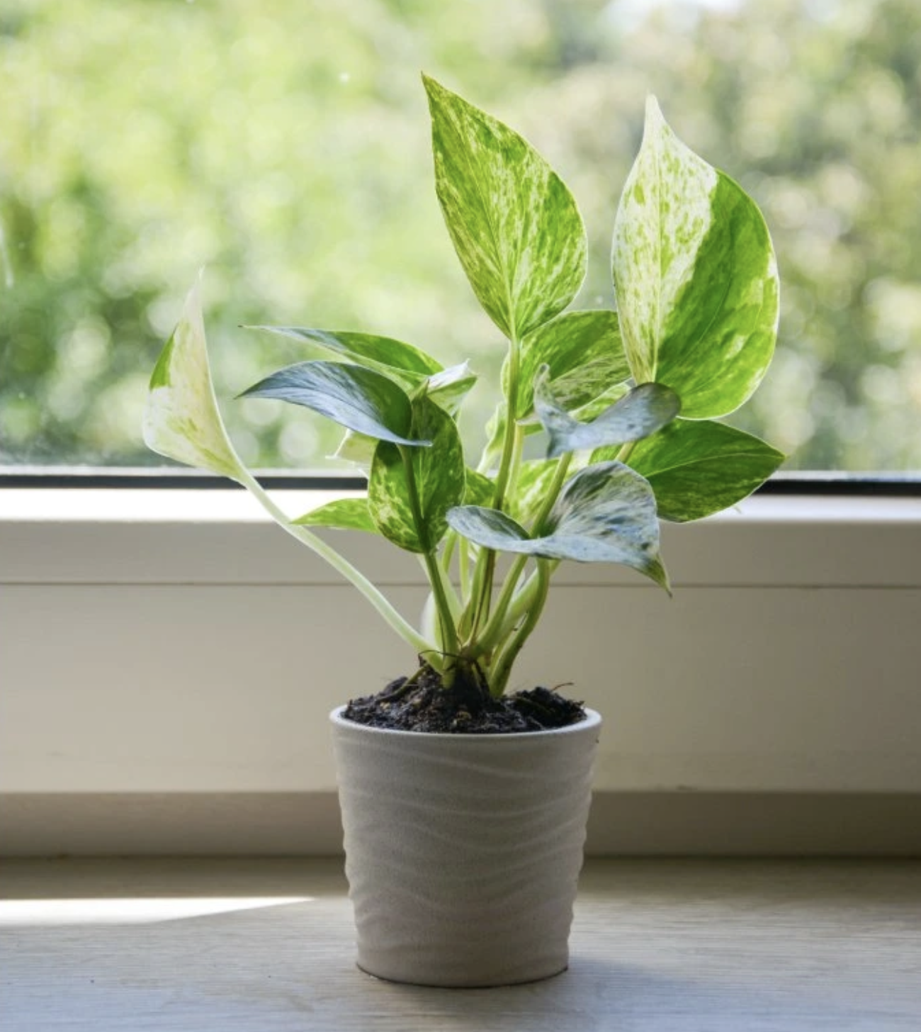 Epipremnum pinnatum Marble Queen